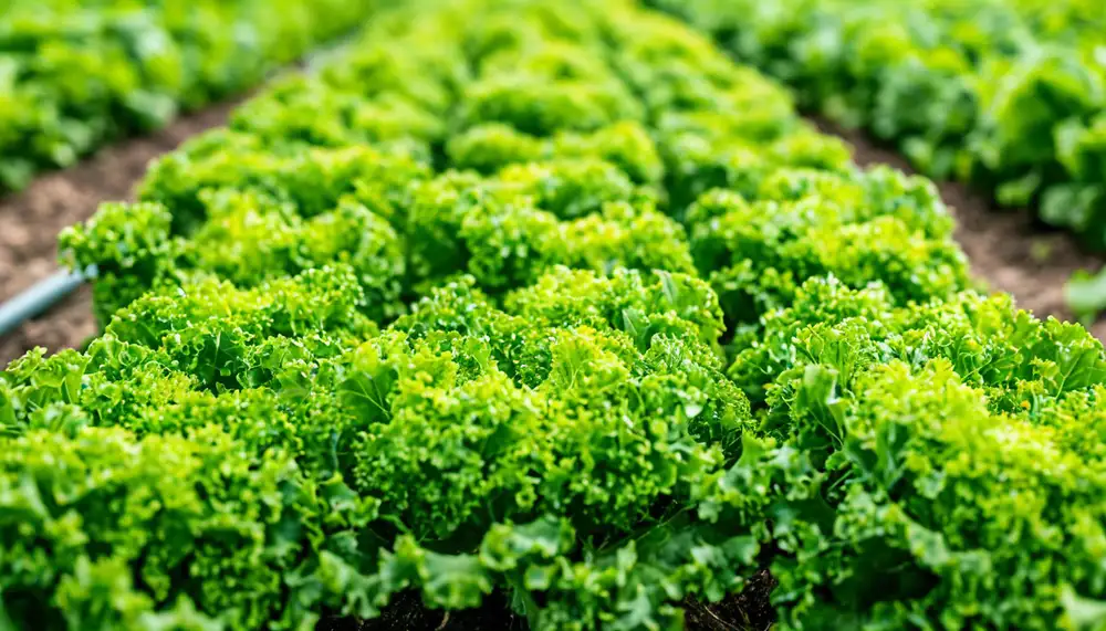 Салат из теплицы