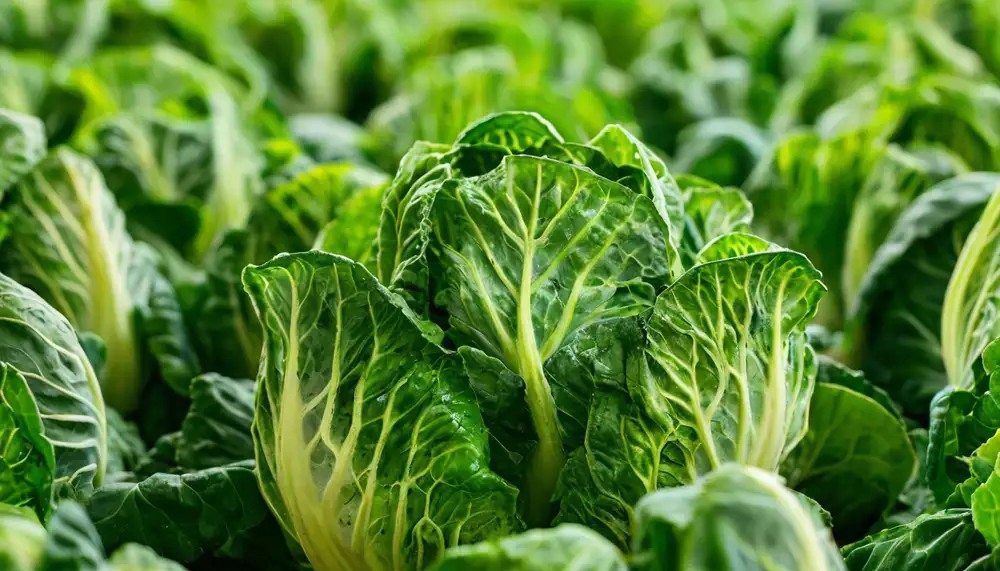 Выращивание пекинской капусты