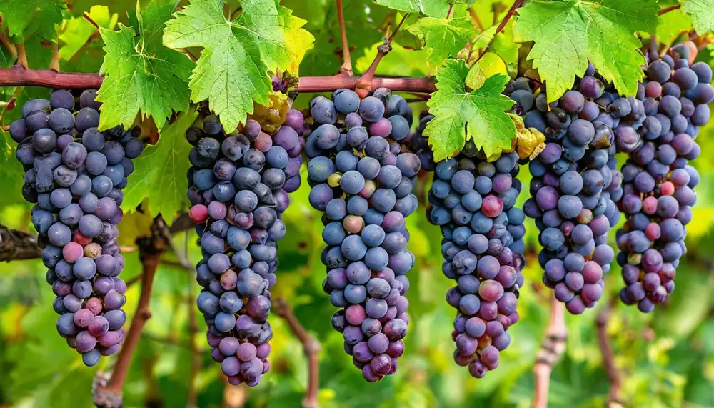 Выращивание винограда из семян